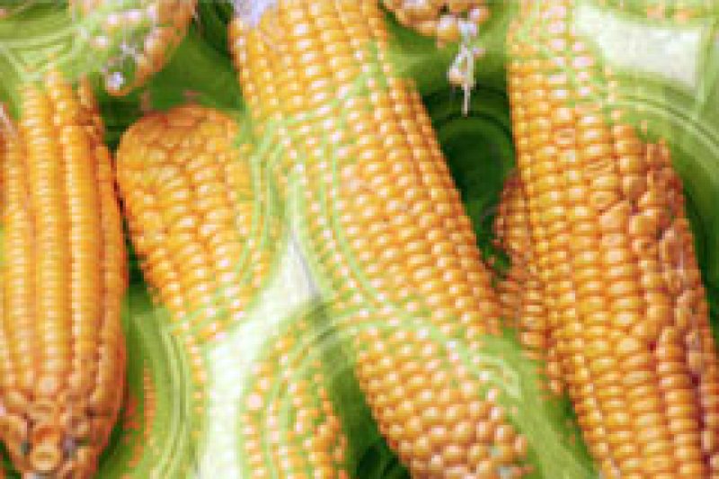Beneficii ale alimentelor modificate genetic