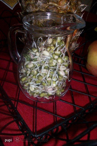 Mung Beans Sprout (Fasole Mung Incoltita sau Germeni de Fasole)