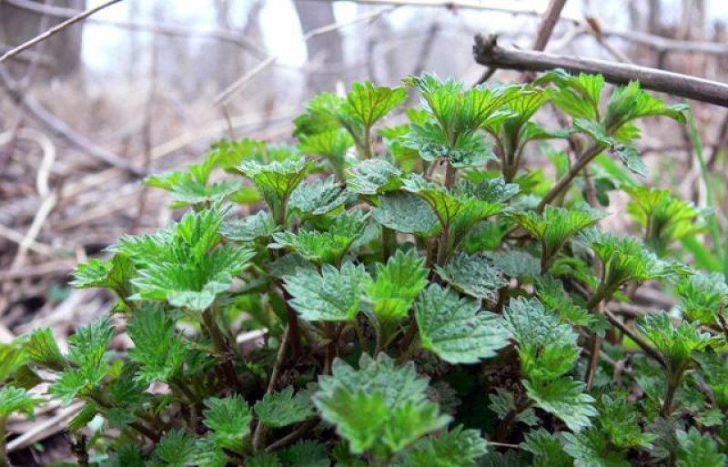 Secretele urzicilor - 10 lucruri pe care nu le stiai despre focul vindecator