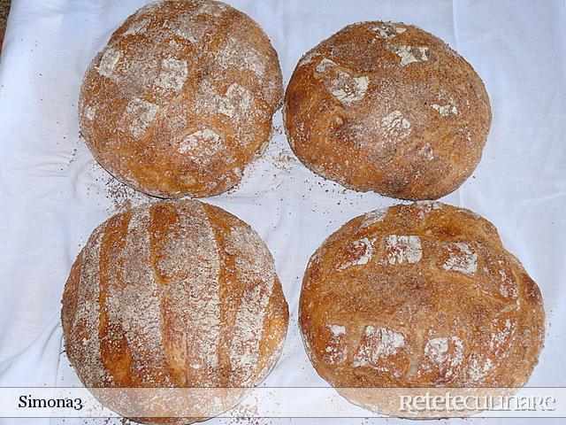 Paine Rustica I