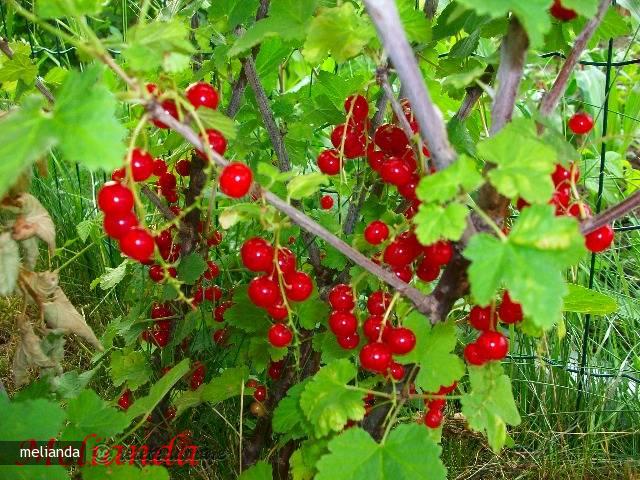 Dulceata de Agrise Rosii