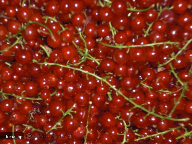 Sirop de Coacaze Rosii