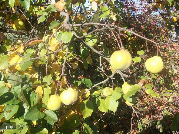 Dulceata Mea de Gutui