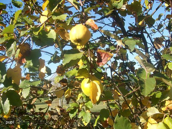 Dulceata Mea de Gutui