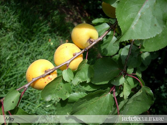 Szilvas gomboc (Galuste cu prune)