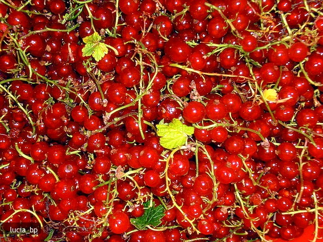 Fructe de Coacaze Rosii pentru Iarna