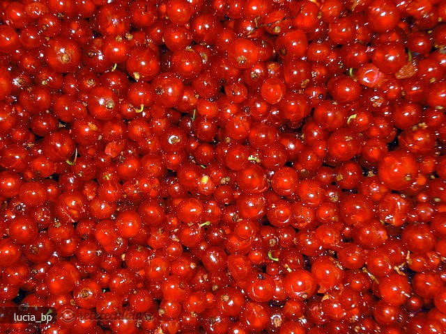 Fructe de Coacaze Rosii pentru Iarna