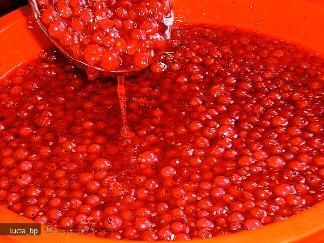 Fructe de Coacaze Rosii pentru Iarna