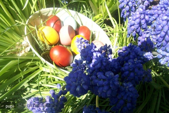 Coloranti Naturali Pentru Ouale de Paste