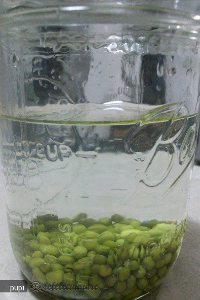 Mung Beans Sprout (Fasole Mung Incoltita sau Germeni de Fasole)