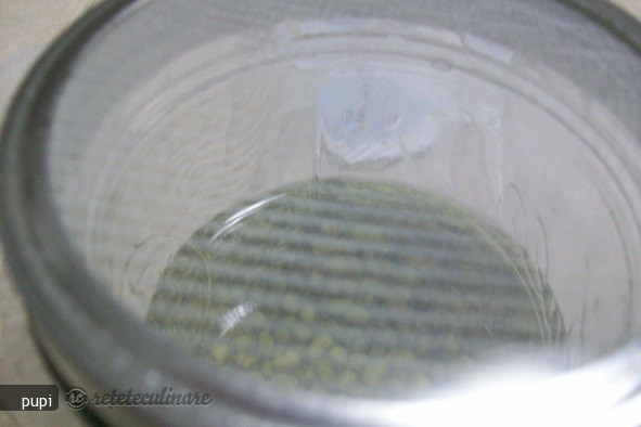 Mung Beans Sprout (Fasole Mung Incoltita sau Germeni de Fasole)