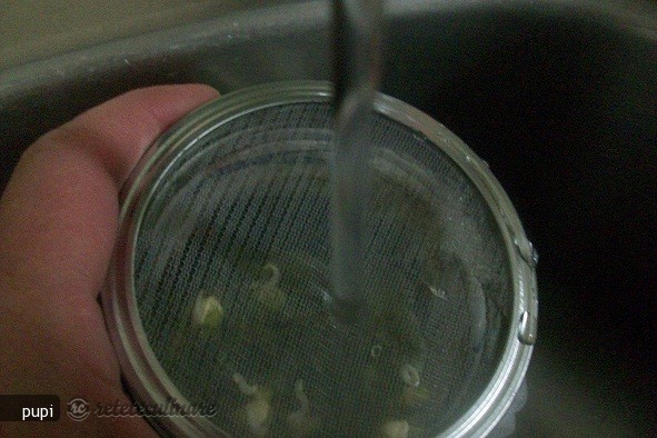Mung Beans Sprout (Fasole Mung Incoltita sau Germeni de Fasole)