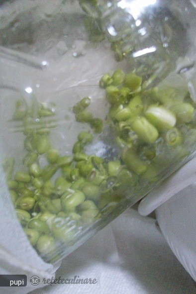 Mung Beans Sprout (Fasole Mung Incoltita sau Germeni de Fasole)
