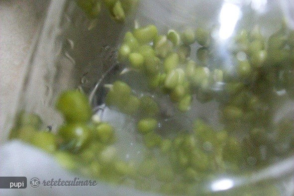 Mung Beans Sprout (Fasole Mung Incoltita sau Germeni de Fasole)