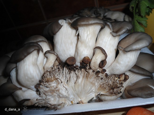 Ciorba de Ciuperci Pleurotus