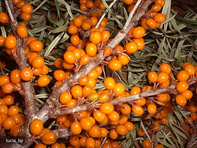 Sirop Natural de Catina