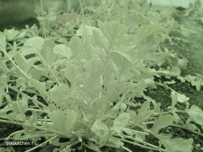 Salata Verde cu Naut