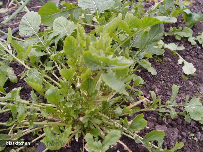 Salata Verde cu Naut
