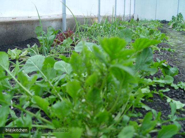 Salata Verde cu Naut