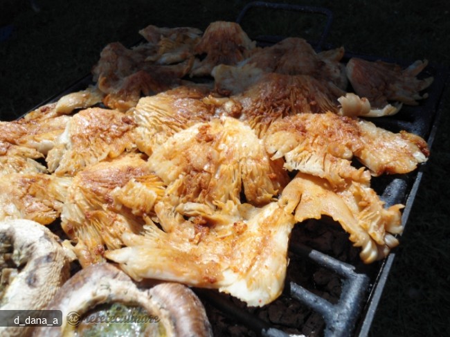 Ciuperci Pleurotus la Gratar