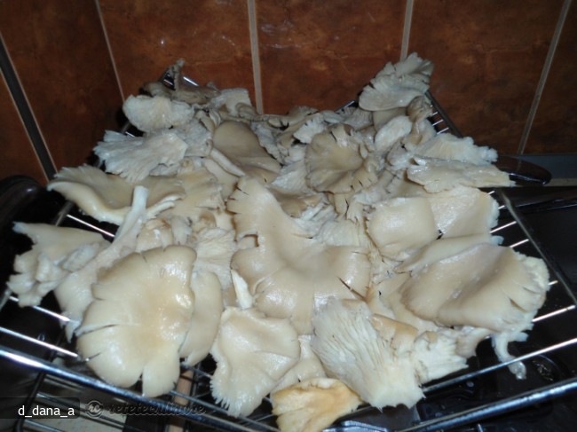 Ciuperci Pleurotus la Gratar