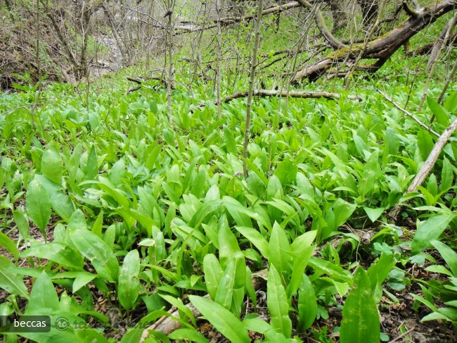 Pesto din Leurda cu Ulei de Seminte de Dovleac