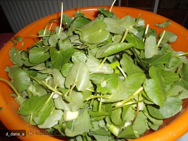 Salata `salbatica`