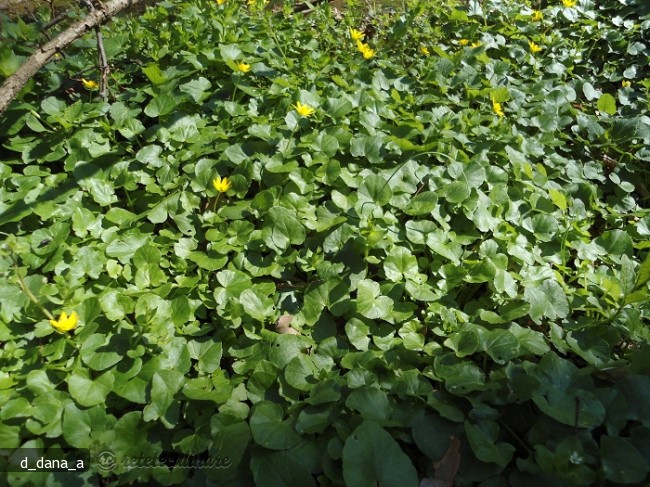 Salata `salbatica`