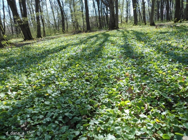 Salata `salbatica`