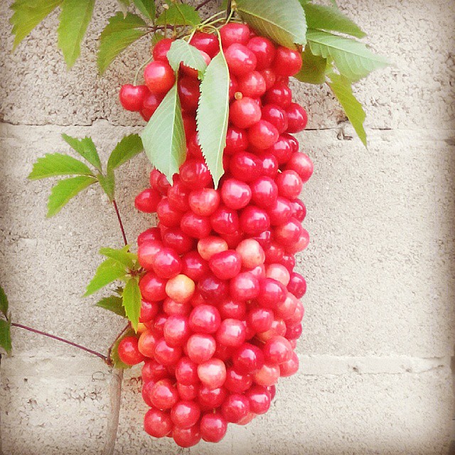 Cele mai frumoase poze cu ciresele romanesti de pe Instagram