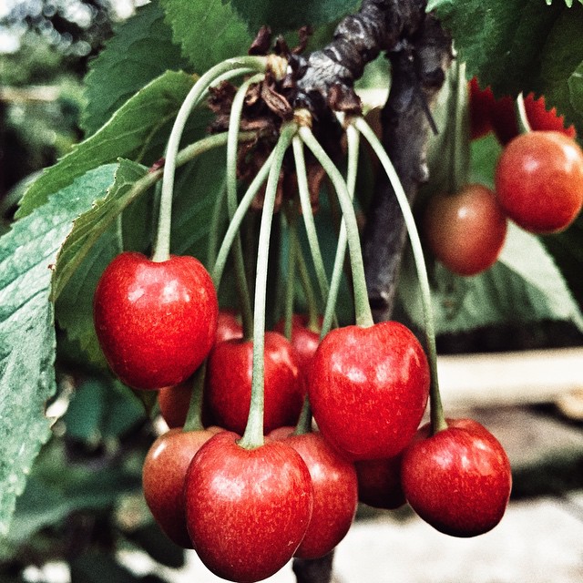 Cele mai frumoase poze cu ciresele romanesti de pe Instagram