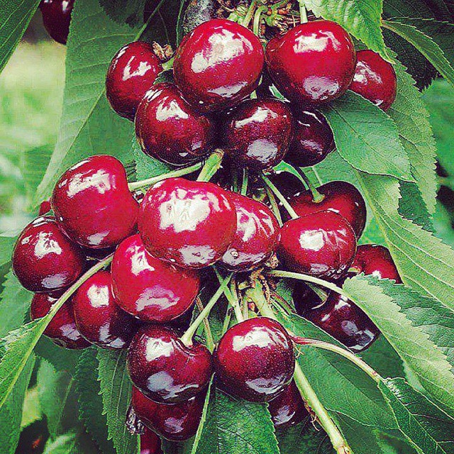 Cele mai frumoase poze cu ciresele romanesti de pe Instagram