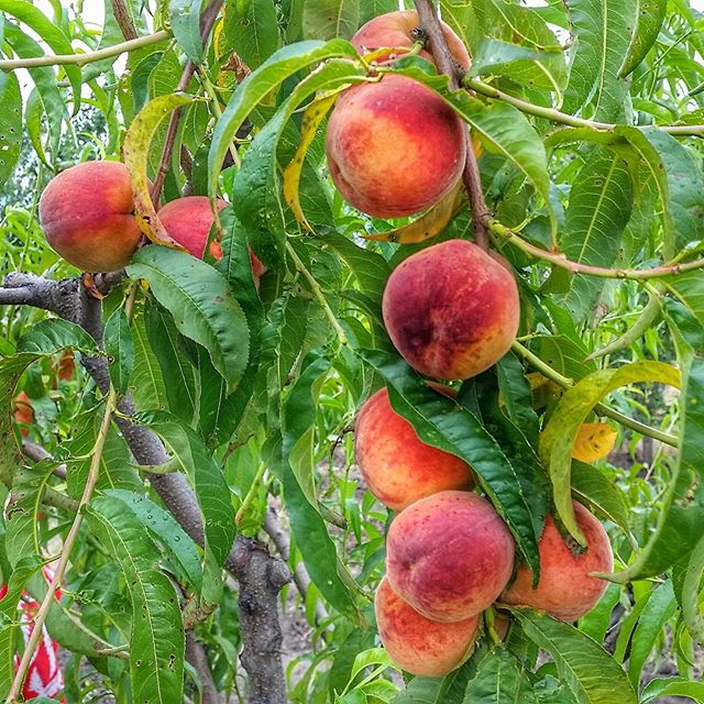 Cele mai frumoase poze cu piersicile romanesti de pe Instagram