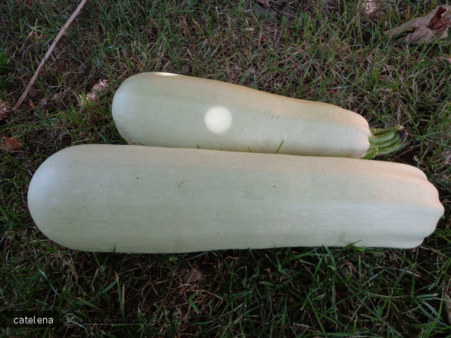 Salata de Dovlecei cu Maioneza