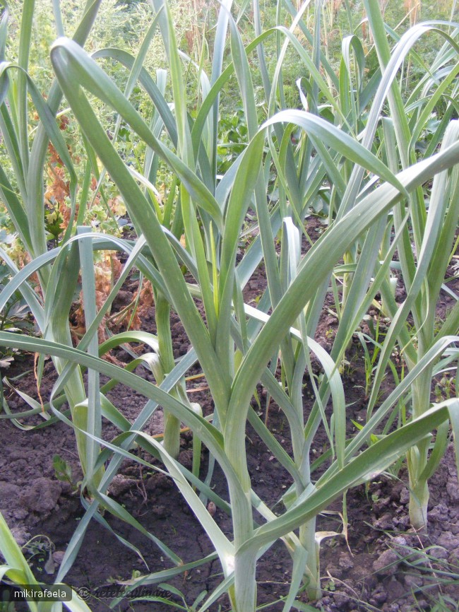 Mancarica de Legume cu Carnati Afumati