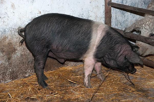 Cea mai buna slanina din Romania - de la ce tip de porc provine