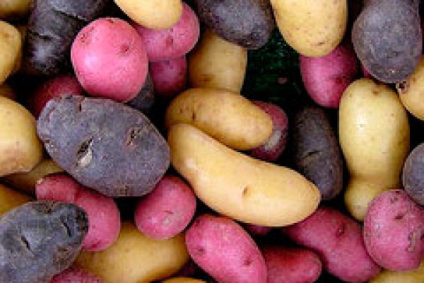 Informatii Interesante despre Cartofi