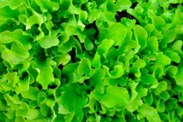 Alimente racoritoare de vara. Ce mancaruri ne racoresc in zilele toride?