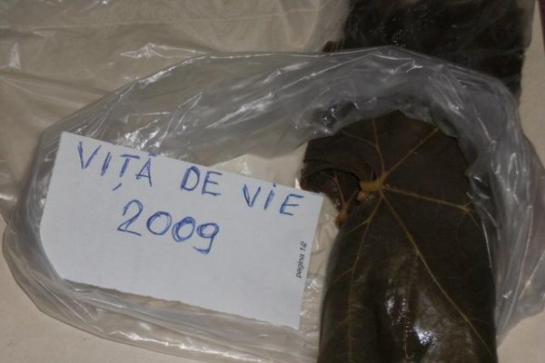 Frunze de vita-de-vie, conservate pentru iarna