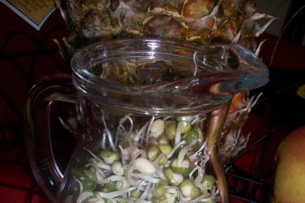 Mung Beans Sprout (Fasole Mung Incoltita sau Germeni de Fasole)