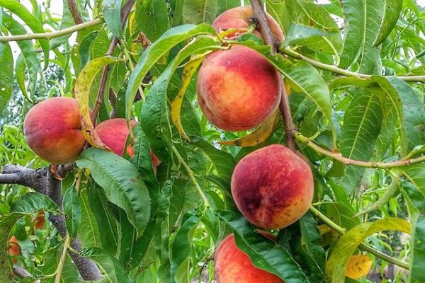 Cele mai frumoase poze cu piersicile romanesti de pe Instagram