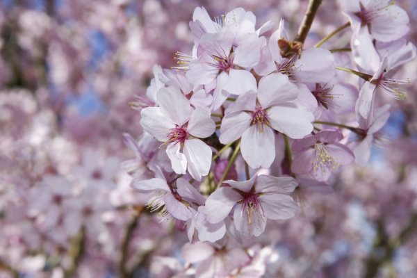 Obiceiuri si traditii culinare de Florii