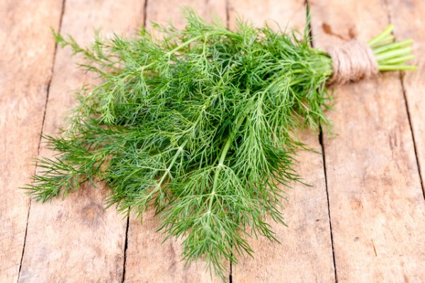 Secretele folosirii mararului in bucatarie - un ingrediente de baza pentru muraturi