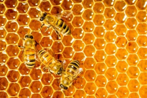 Alimente care nu expira niciodata - 10 alimente pe care le poti pastra peste 100 de ani
